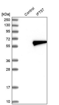 Anti-IFT57 antibody produced in rabbit Prestige Antibodies&#174; Powered by Atlas Antibodies, affinity isolated antibody, buffered aqueous glycerol solution