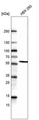 Monoclonal Anti-POU3F3 antibody produced in mouse Prestige Antibodies® Powered by Atlas Antibodies, clone CL15299, purified antibody (Protein A)