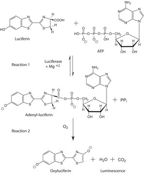 腺苷 5&#8242;-三磷酸 (ATP) 生物发光体细胞检测试剂盒 for cellular ATP determination