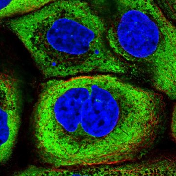 Anti-YBX1 antibody produced in rabbit Prestige Antibodies&#174; Powered by Atlas Antibodies, affinity isolated antibody