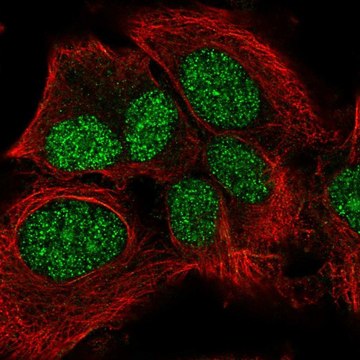 Anti-LRP10 antibody produced in rabbit Prestige Antibodies&#174; Powered by Atlas Antibodies, affinity isolated antibody, buffered aqueous glycerol solution