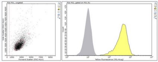 Anti-NKR-P1G Antibody, clone ADA3 clone ADA3, from hamster(Armenian)