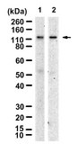 Anti-SALL4 Antibody, clone 1H18 ZooMAb® Rabbit Monoclonal recombinant, expressed in HEK 293 cells