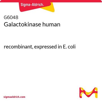 半乳糖激酶 人 recombinant, expressed in E. coli