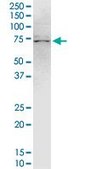 Monoclonal Anti-TRIM47, (C-terminal) antibody produced in mouse clone 3C8, purified immunoglobulin, buffered aqueous solution