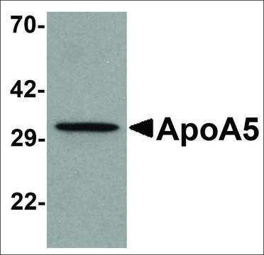 Anti-APOA5 antibody produced in rabbit affinity isolated antibody