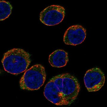 Anti-Stam Antibody Produced In Rabbit Prestige Antibodies&#174; Powered by Atlas Antibodies, affinity isolated antibody, buffered aqueous glycerol solution