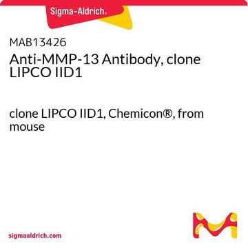 Anti-MMP-13 Antibody, clone LIPCO IID1 clone LIPCO IID1, Chemicon&#174;, from mouse