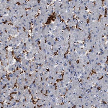 Anti-CD300A antibody produced in rabbit Prestige Antibodies&#174; Powered by Atlas Antibodies, affinity isolated antibody, buffered aqueous glycerol solution