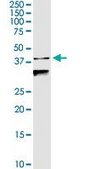 Anti-TRIM63 antibody produced in rabbit purified immunoglobulin, buffered aqueous solution