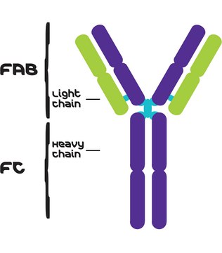 IgG from human serum reagent grade, &#8805;95% (HPLC), buffered aqueous solution