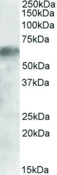 Anti-IRF2BP1 antibody produced in goat affinity isolated antibody, buffered aqueous solution