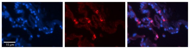 Anti-HLA-F antibody produced in rabbit affinity isolated antibody