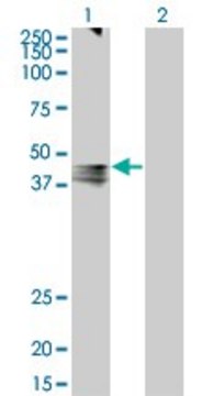 Monoclonal Anti-AVPR1A antibody produced in mouse clone 7B8, ascites fluid