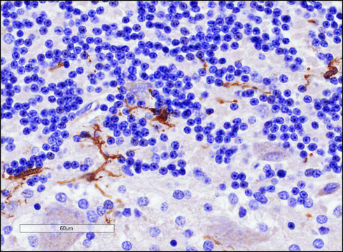 Anti-AIF1/IBA1 (Isoforms 1 and 3) (AB2) antibody produced in goat affinity isolated antibody, buffered aqueous solution