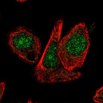 Anti-CUL1 antibody produced in rabbit Prestige Antibodies&#174; Powered by Atlas Antibodies, affinity isolated antibody