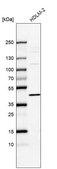 Anti-IL13RA1 antibody produced in rabbit Prestige Antibodies® Powered by Atlas Antibodies, affinity isolated antibody