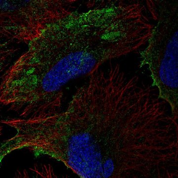 Anti-PTRF antibody produced in rabbit Prestige Antibodies&#174; Powered by Atlas Antibodies, affinity isolated antibody