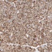 Anti-APBB2 antibody produced in rabbit Prestige Antibodies® Powered by Atlas Antibodies, affinity isolated antibody, buffered aqueous glycerol solution