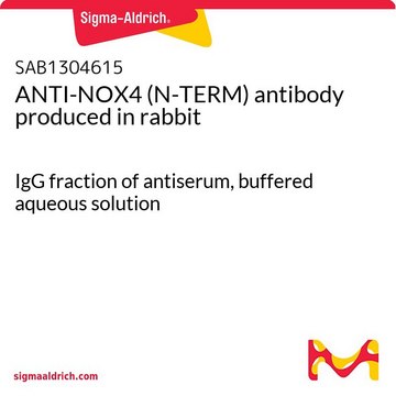 ANTI-NOX4 (N-TERM) antibody produced in rabbit IgG fraction of antiserum, buffered aqueous solution