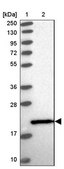 Anti-CTBP2 antibody produced in rabbit Prestige Antibodies® Powered by Atlas Antibodies, affinity isolated antibody, buffered aqueous glycerol solution