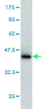 Monoclonal Anti-PTPN4 antibody produced in mouse clone 3C8, purified immunoglobulin, buffered aqueous solution