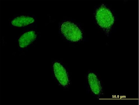 ANTI-FLI1 antibody produced in mouse clone 2F3, purified immunoglobulin, buffered aqueous solution