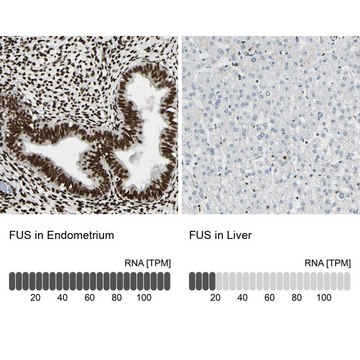 Anti-FUS antibody produced in rabbit Prestige Antibodies&#174; Powered by Atlas Antibodies, affinity isolated antibody, buffered aqueous glycerol solution