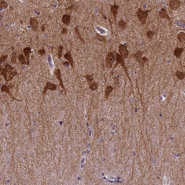 Anti-PRRT1 antibody produced in rabbit Prestige Antibodies&#174; Powered by Atlas Antibodies, affinity isolated antibody