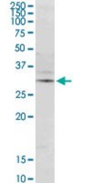 Monoclonal Anti-DERL1 antibody produced in mouse clone 1B9, purified immunoglobulin, buffered aqueous solution