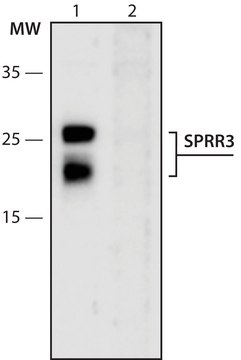 Anti-SPRR3 (1-15) antibody produced in rabbit IgG fraction of antiserum