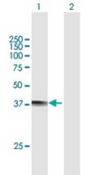 Anti-MRM1 antibody produced in mouse purified immunoglobulin, buffered aqueous solution