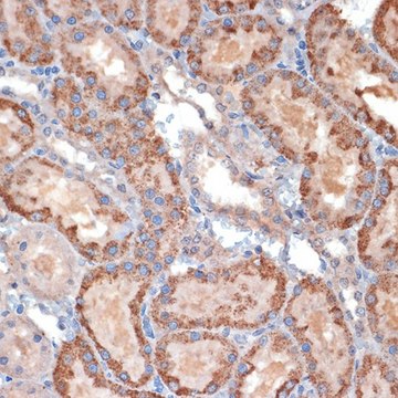 Anti-TIMM50 antibody produced in rabbit