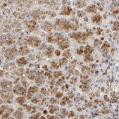 Anti-C14orf119 antibody produced in rabbit Prestige Antibodies® Powered by Atlas Antibodies, affinity isolated antibody, buffered aqueous glycerol solution