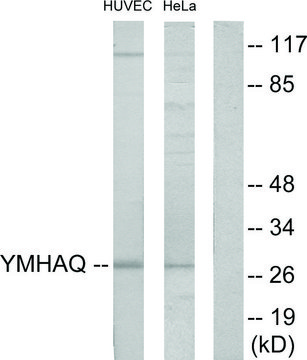 Anti-14-3-3 THET antibody produced in rabbit affinity isolated antibody