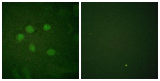 Anti-AOS1 antibody produced in rabbit affinity isolated antibody