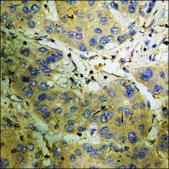 Anti-phospho-CD71/TfR (pSer24) antibody produced in rabbit affinity isolated antibody