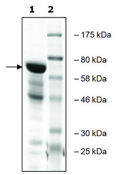 RbBP5 human recombinant, expressed in E. coli, &#8805;65% (SDS-PAGE)