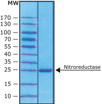 Nitroreductase from Escherichia coli &#8805;90% (SDS-PAGE), recombinant, expressed in E. coli