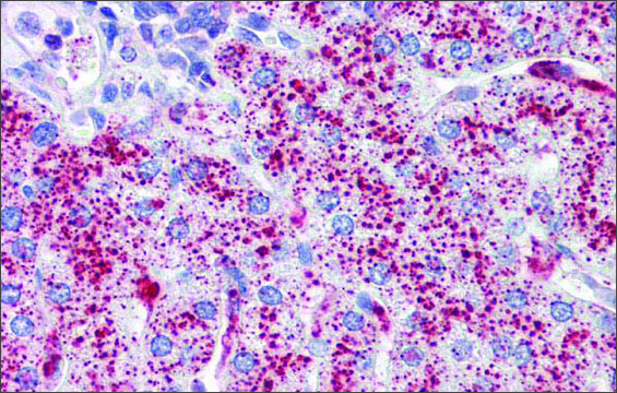 Anti-SP4 antibody produced in rabbit affinity isolated antibody