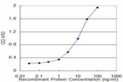 Monoclonal Anti-BLMH antibody produced in mouse clone 4A2, purified immunoglobulin, buffered aqueous solution
