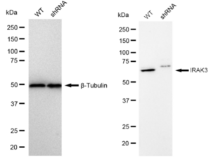 KD-Validated Anti IRAK3 Antibody, clone 23GB875, Rabbit Monoclonal clone 23GB875, recombinant rabbit monoclonal, expressed in HEK293 cells