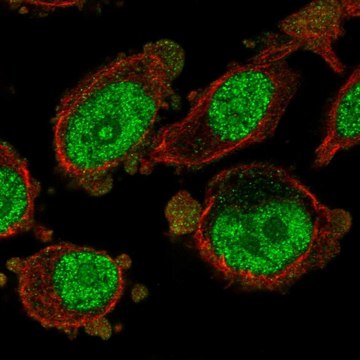 Anti-MXD3 antibody produced in rabbit Prestige Antibodies&#174; Powered by Atlas Antibodies, affinity isolated antibody