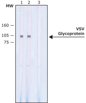 Monoclonal Anti-VSV Glycoprotein antibody produced in mouse clone P5D4, ascites fluid