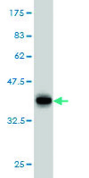 Monoclonal Anti-ERH antibody produced in mouse clone 1H4, purified immunoglobulin, buffered aqueous solution