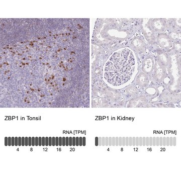 Anti-ZBP1 antibody produced in rabbit Prestige Antibodies&#174; Powered by Atlas Antibodies, affinity isolated antibody, buffered aqueous glycerol solution