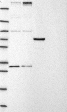 Anti-CHD8 antibody produced in rabbit Prestige Antibodies&#174; Powered by Atlas Antibodies, affinity isolated antibody, buffered aqueous glycerol solution