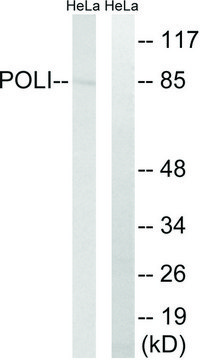 Anti-POLI antibody produced in rabbit affinity isolated antibody