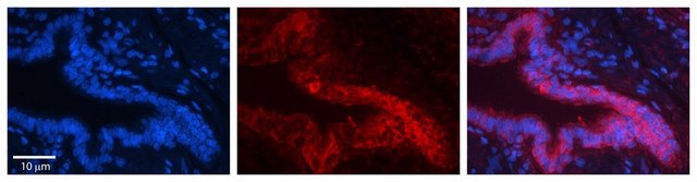 Anti-PSMA1 antibody produced in rabbit affinity isolated antibody