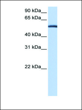 Anti-LACTB (AB2) antibody produced in rabbit affinity isolated antibody